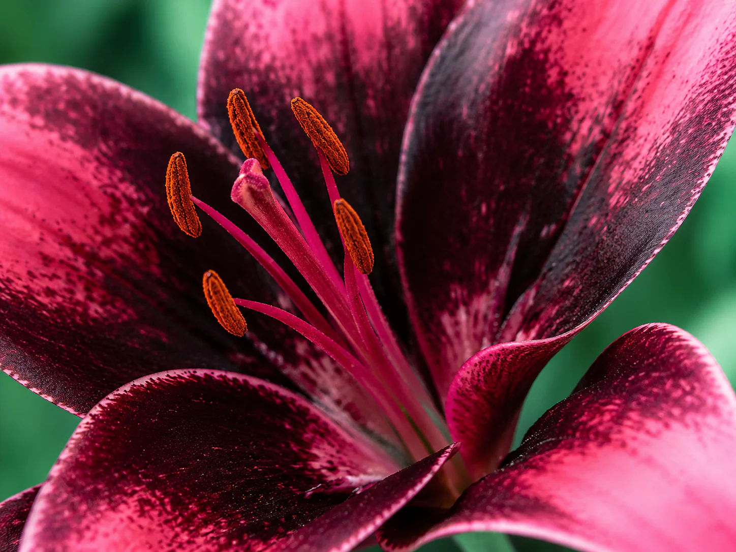Lilium 'Purple Dream' - Image 3