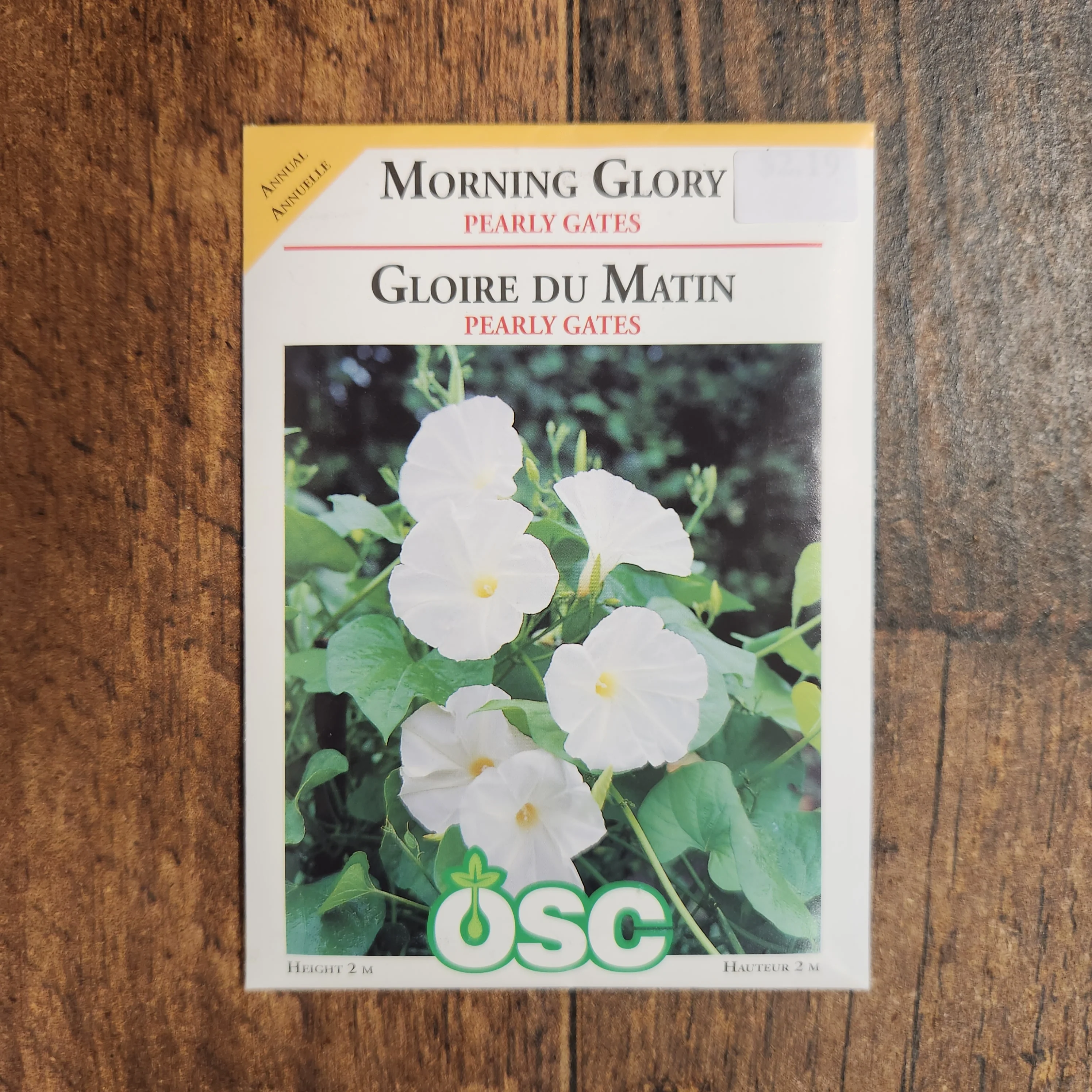 Ipomoea 'Pearly Gates' - Image 2