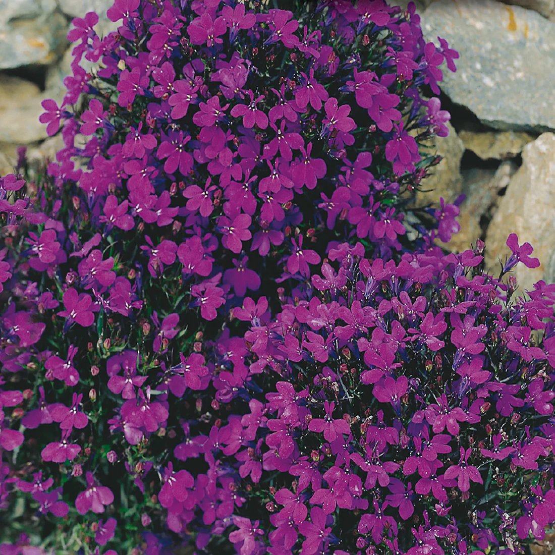 Miniature 2