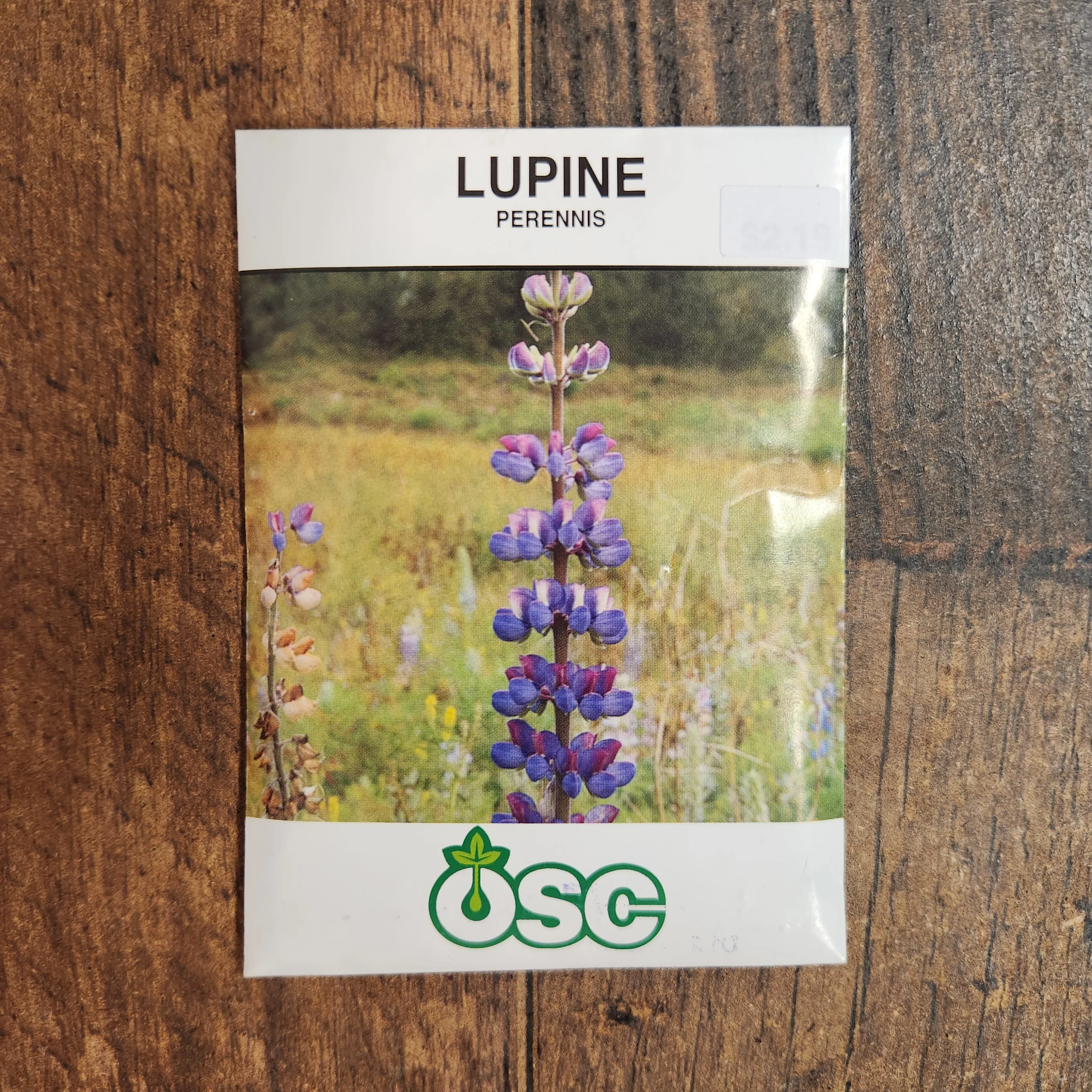 Lupin perennis - Image 2