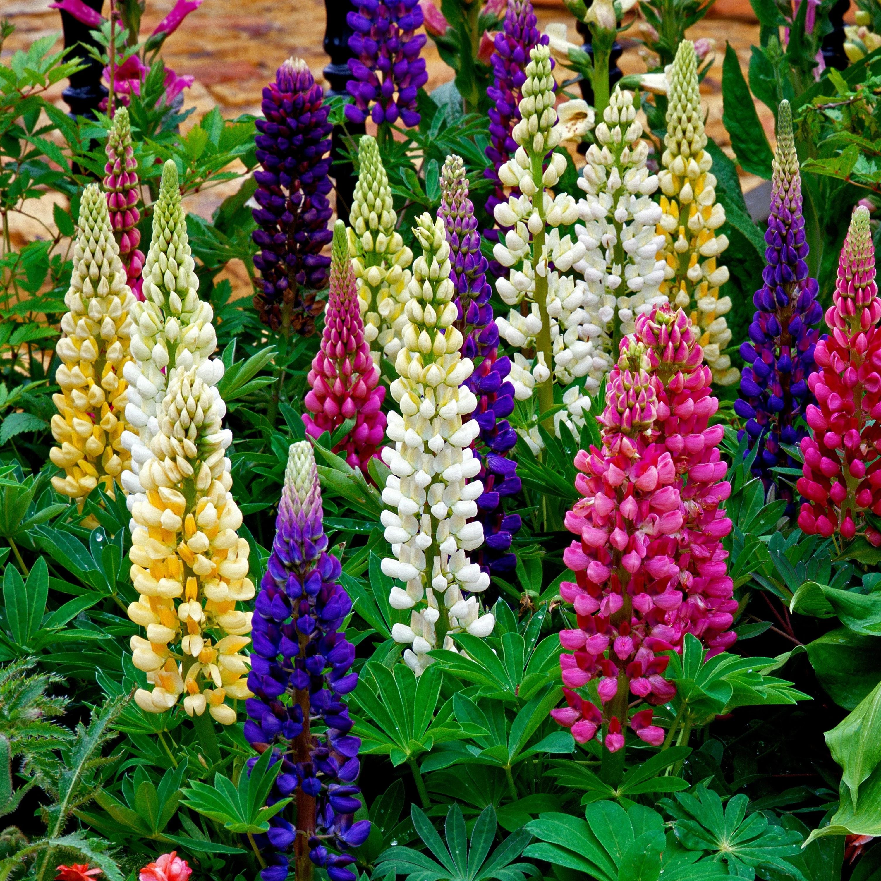 Lupin Hybride 'Mélange de Russell'