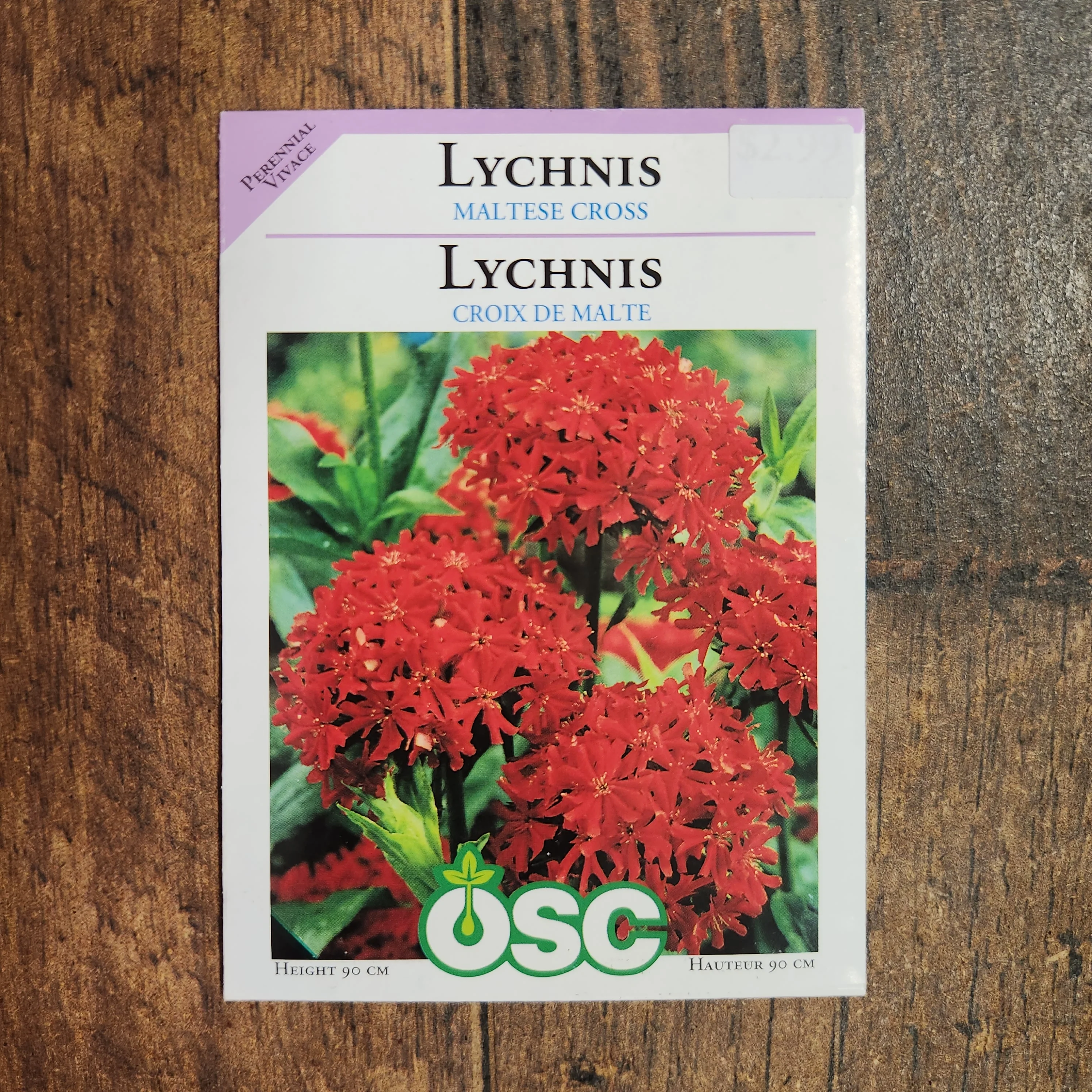 Lychnis 'Croix de Malte' - Image 2