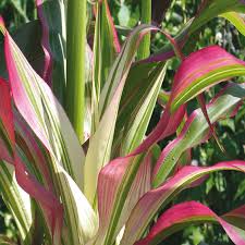 Mais ornemental 'Japanese Stars and Stripes'