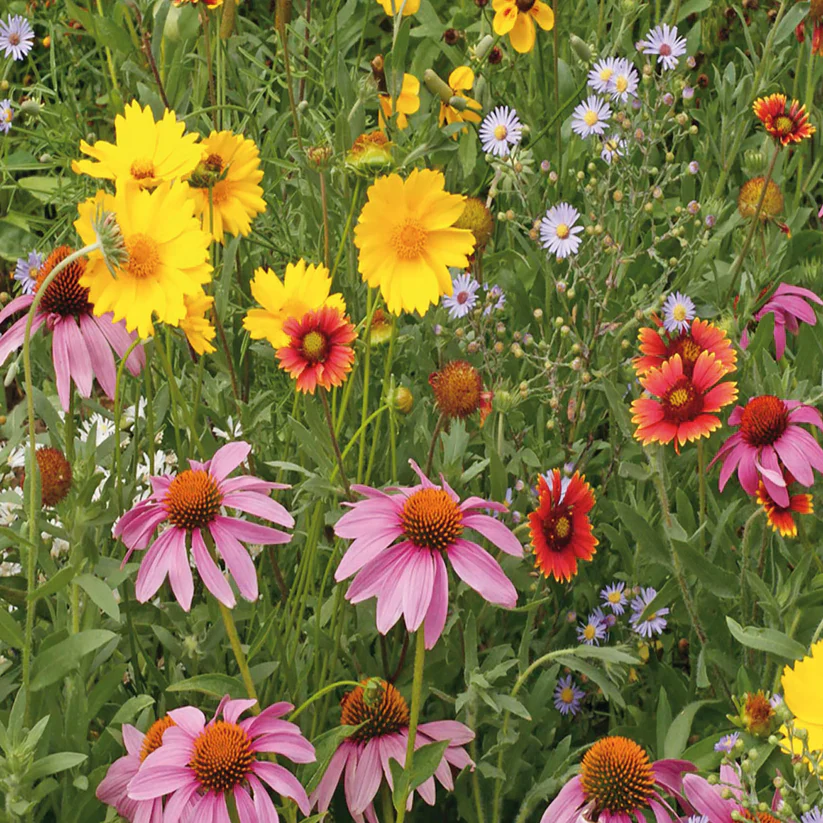 Mélange de fleurs sauvages 'Pour les abeilles' - Image 2