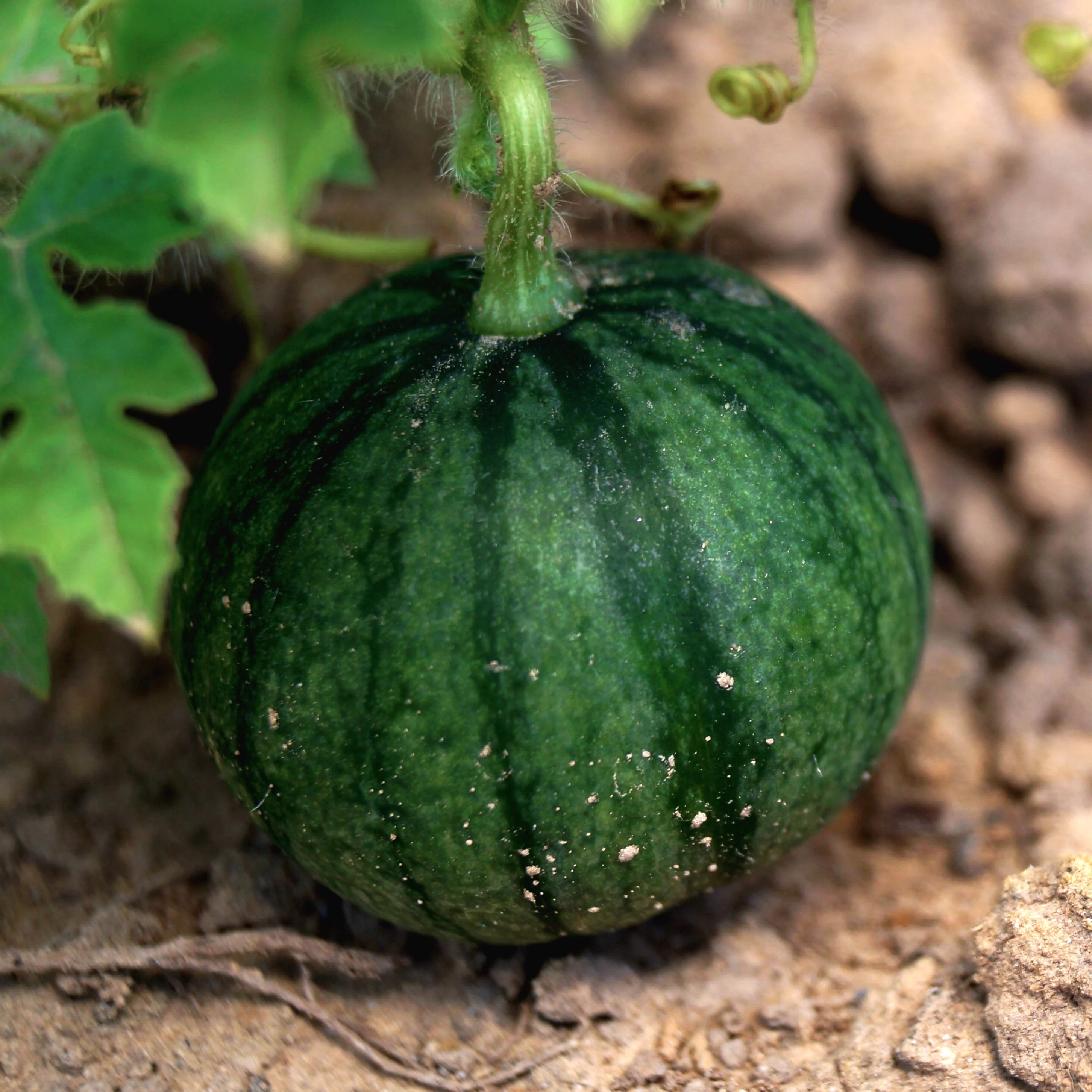 Melon d'eau 'Sugar Baby'