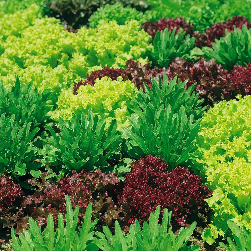 Mesclun sur ruban