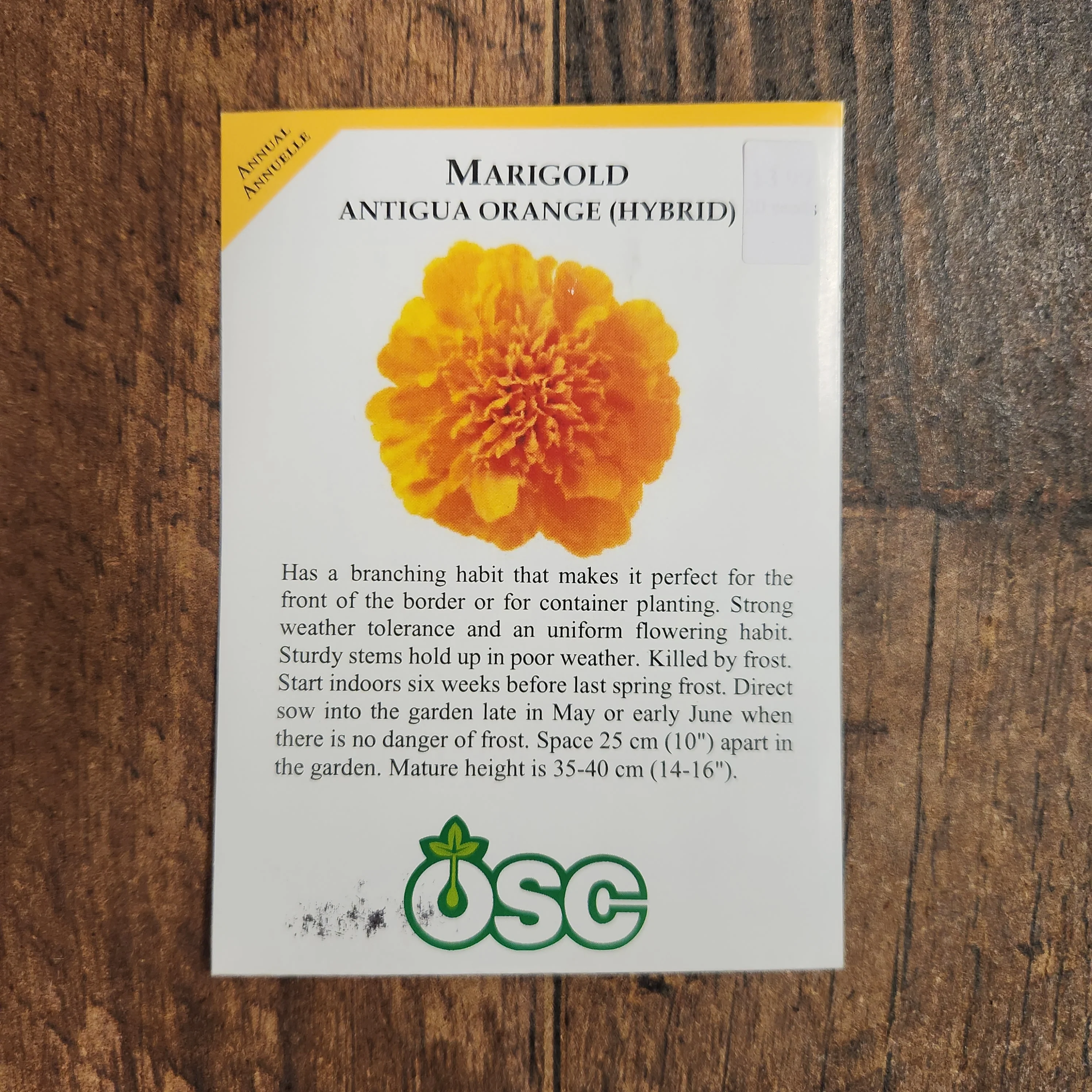 Oeillet d'Inde 'Antigua Orange' - Image 2