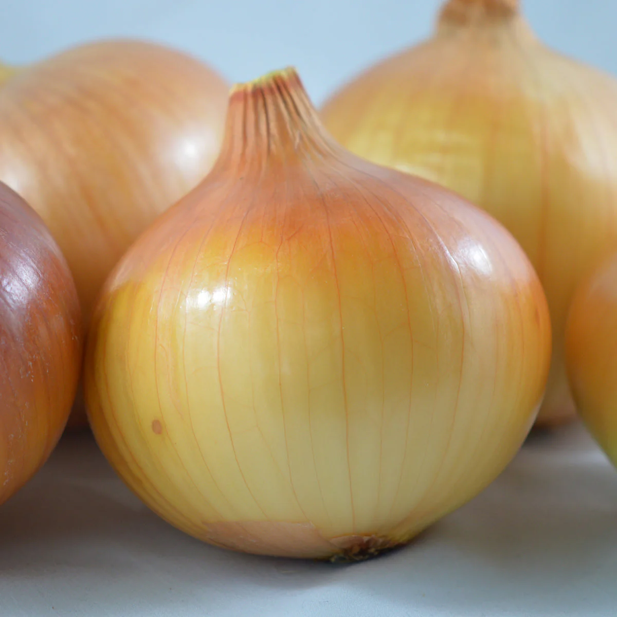 Oignon 'Yellow of Parma' bio - Image 2