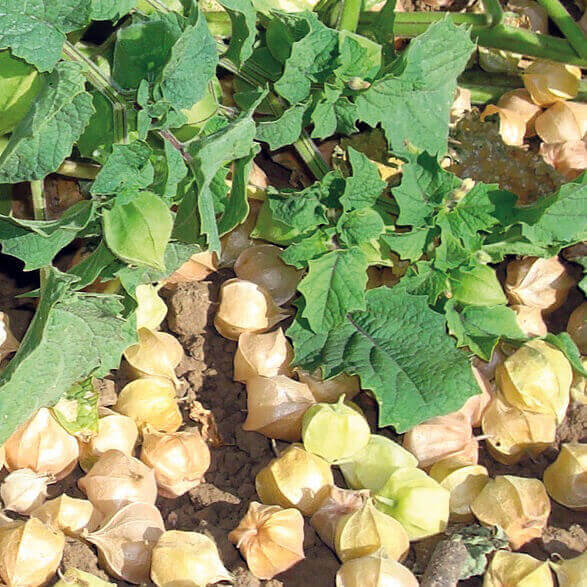 Cerise de terre 'Ground Husk'