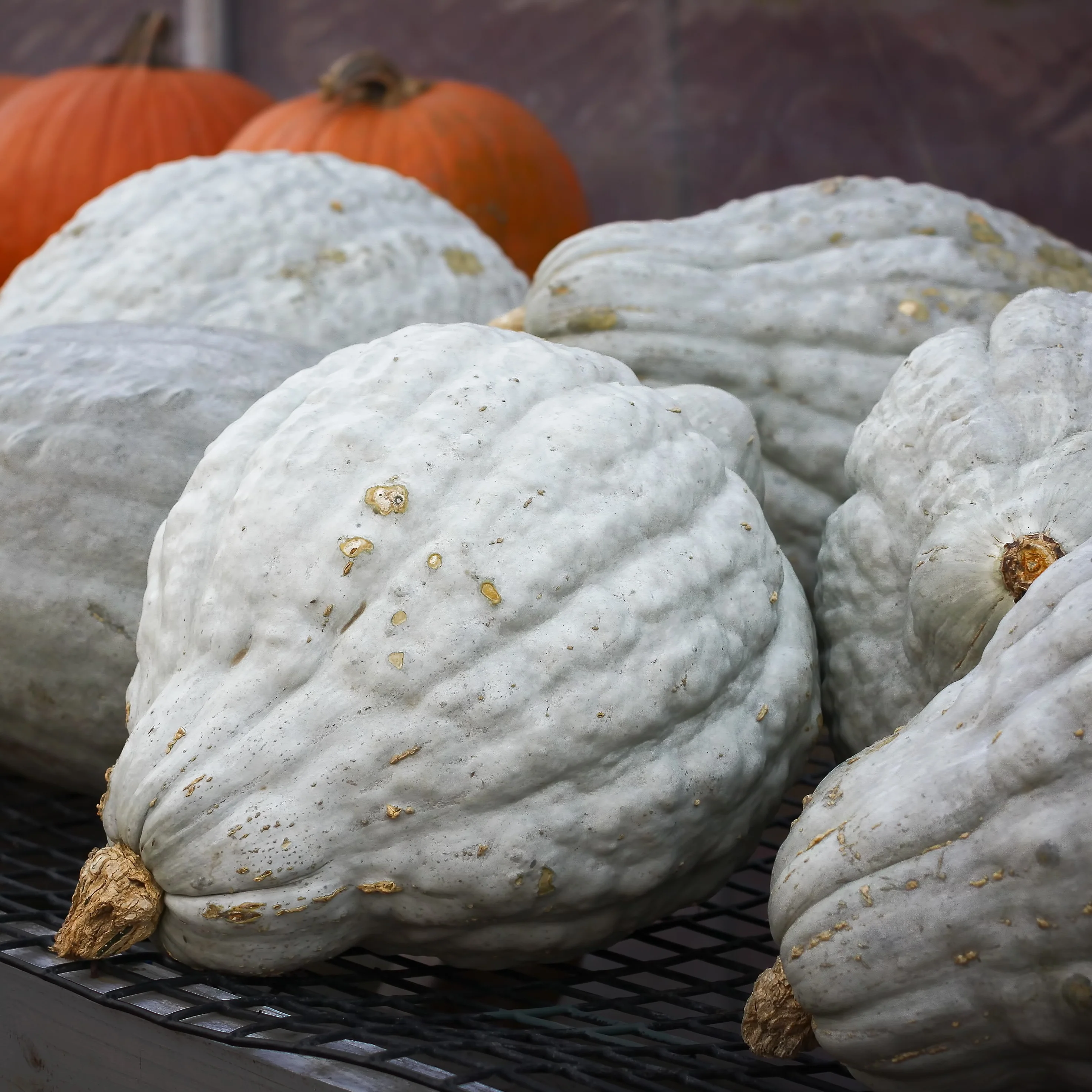 Courge d'hiver 'Blue Magic'