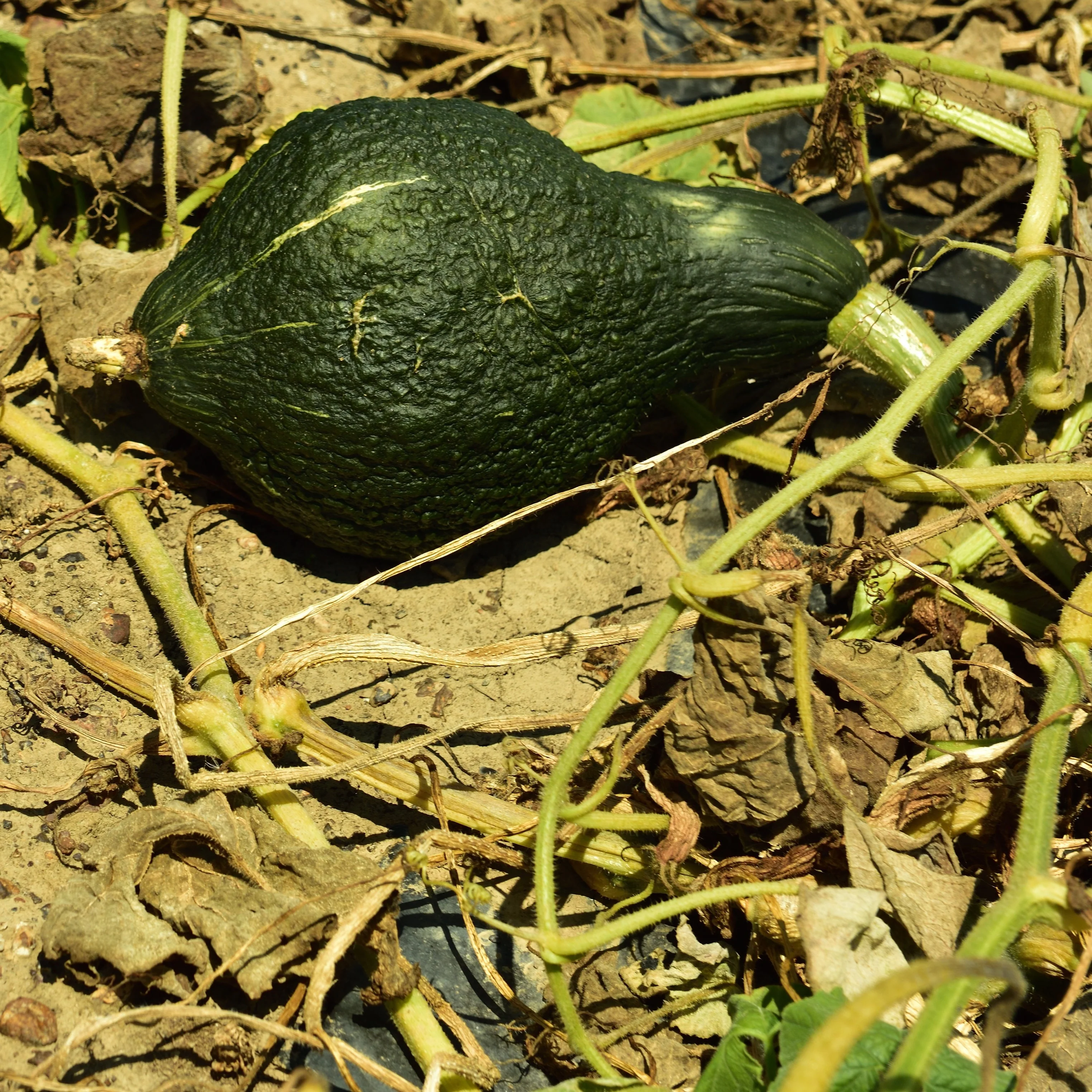 Courge d'hiver 'Green Hubbard'