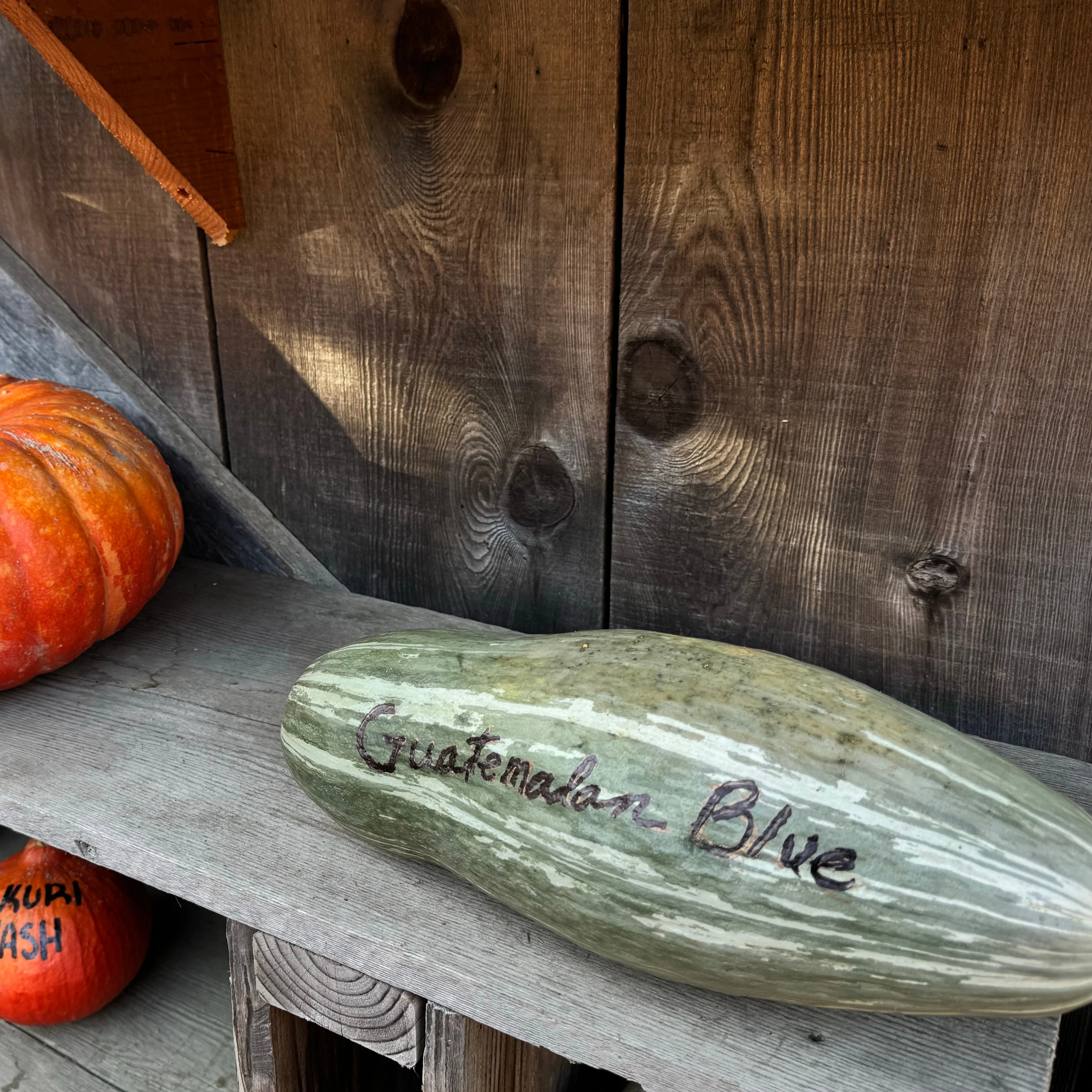 Courge d'hiver 'Guatemalan Blue'