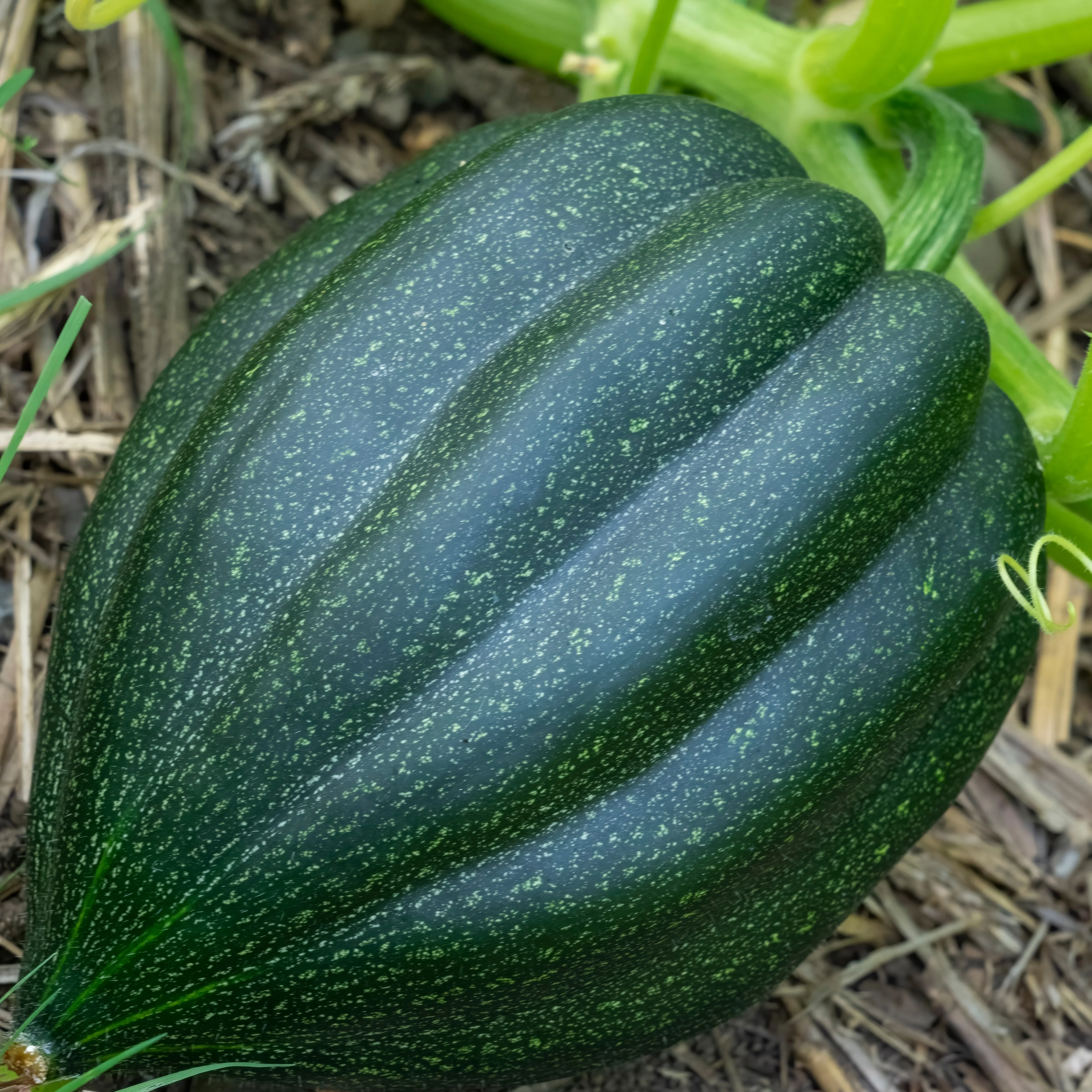 Courge d'hiver 'Table Queen'