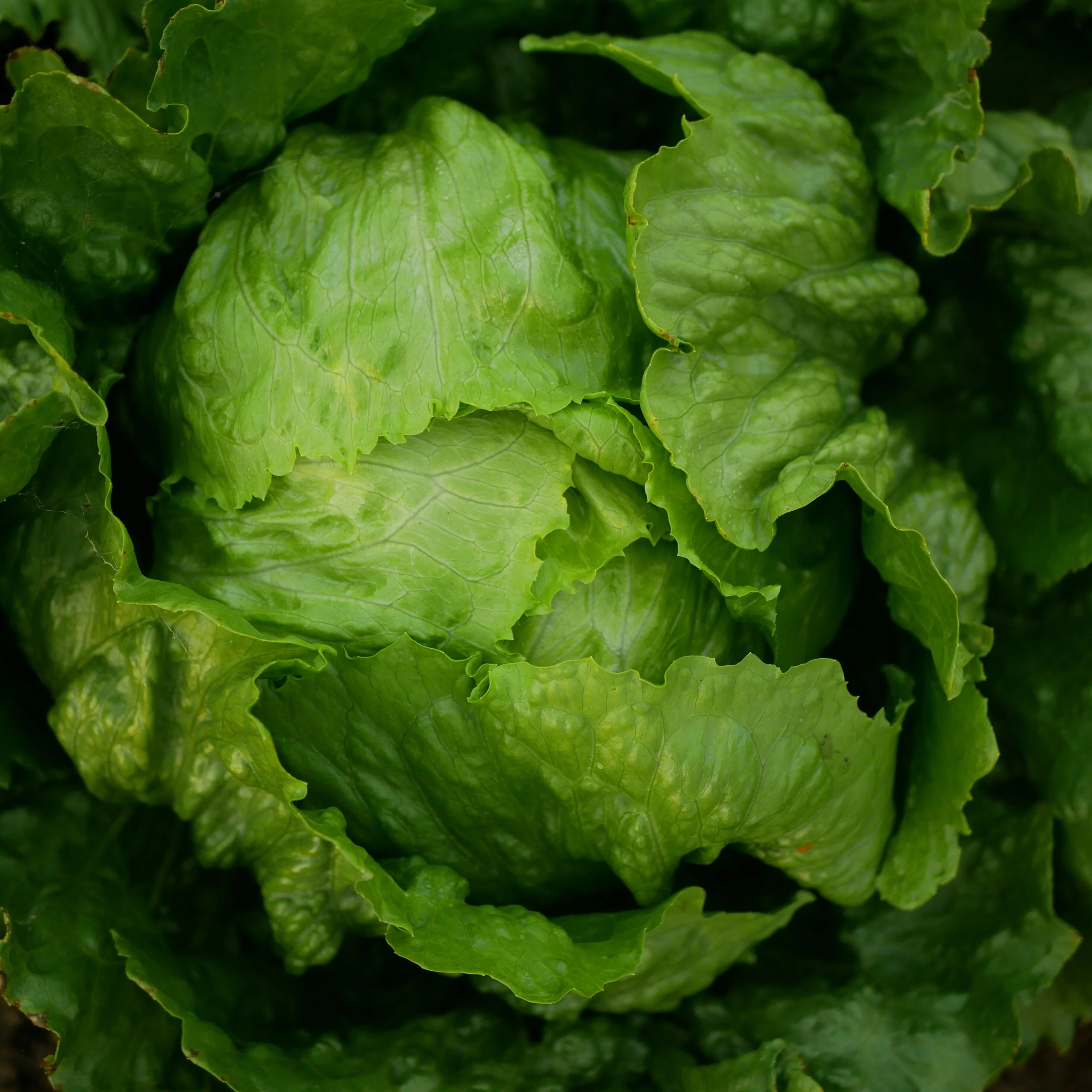 Laitue pommée 'Pint Size Iceberg'
