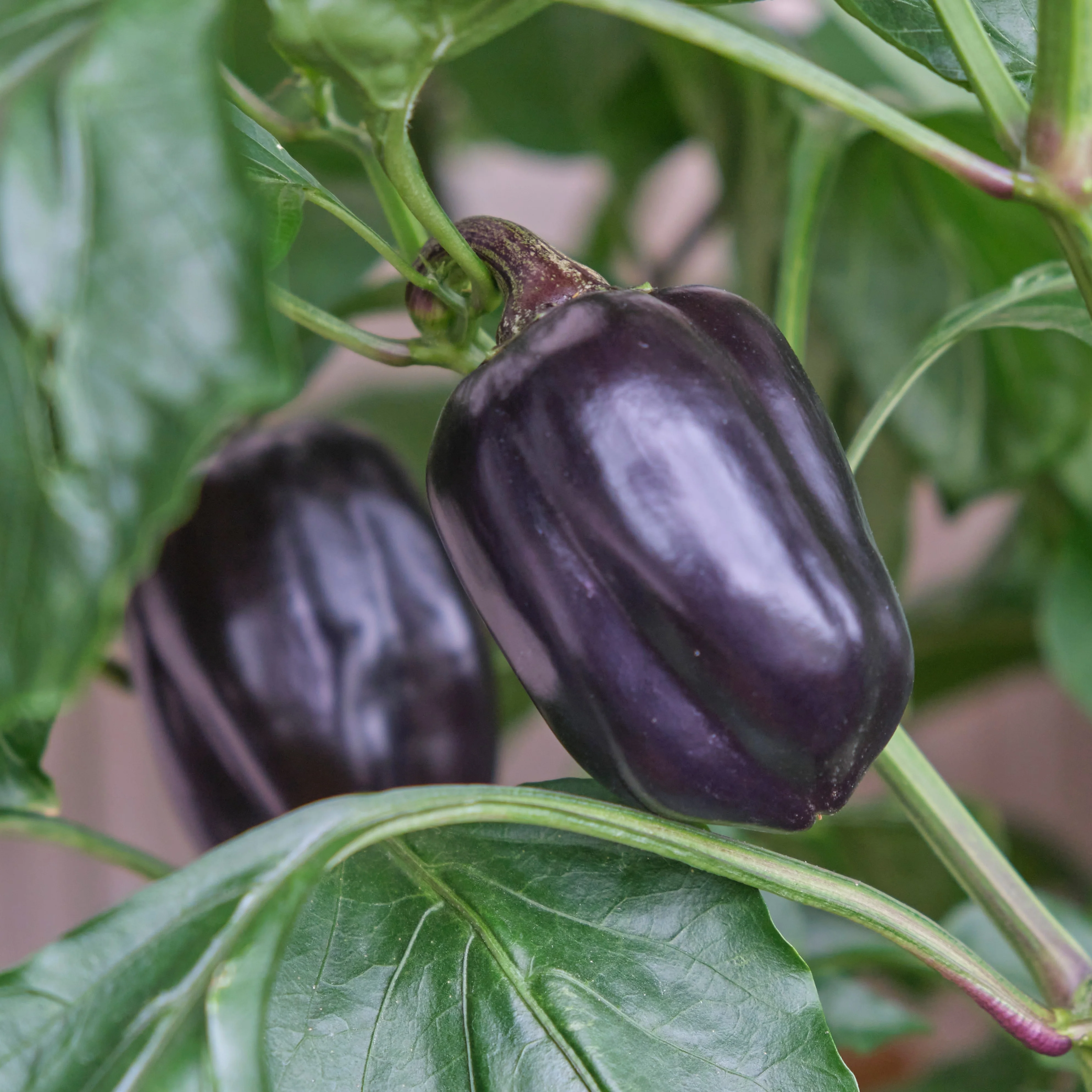 Poivron doux 'Purple Beauty'