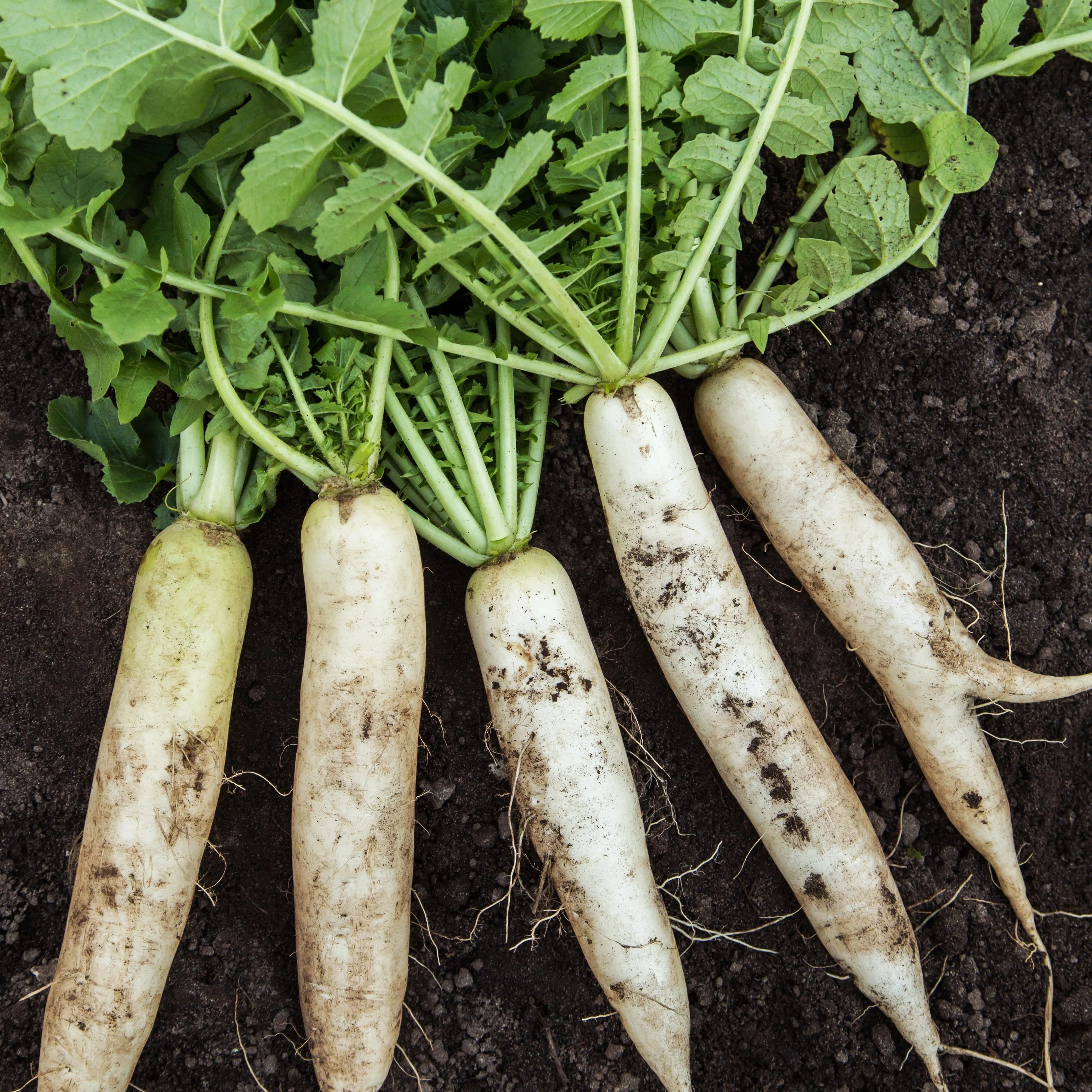 Radis d'hiver 'Minowase'