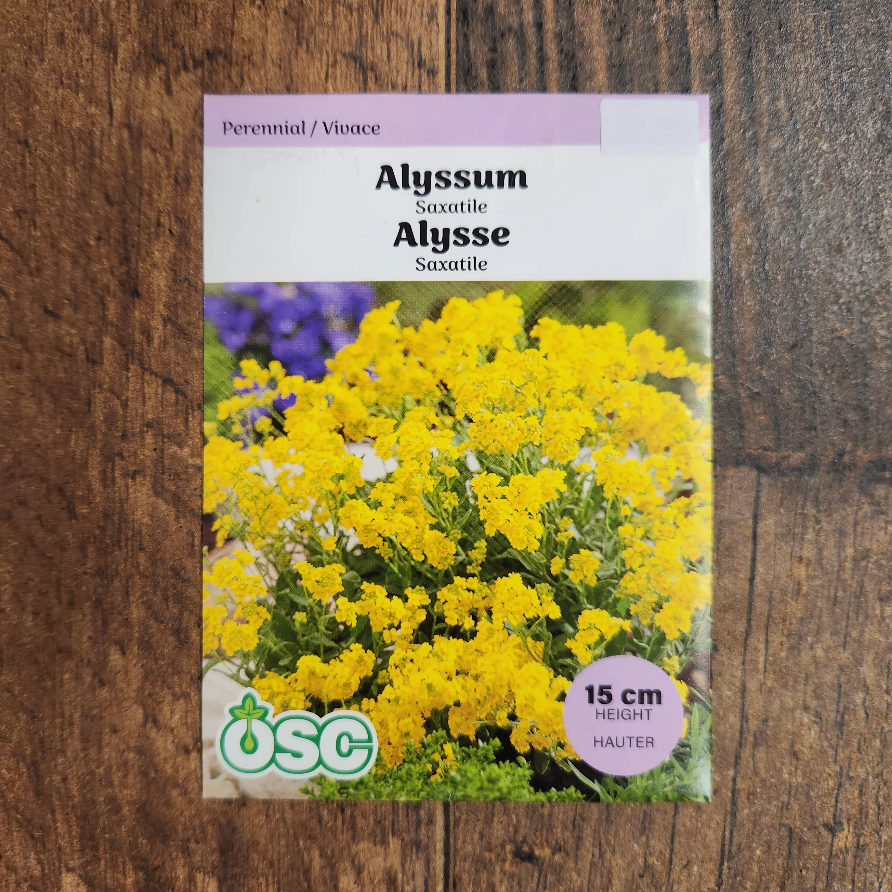 Alyssum 'Saxatile' - Image 2
