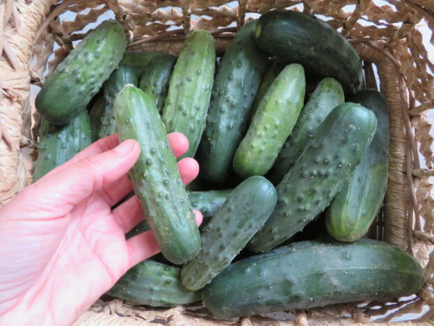Concombre 'Québec Vert'