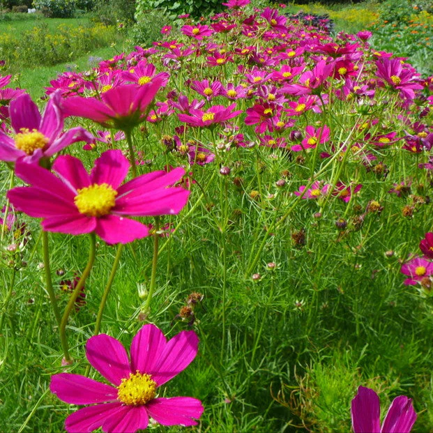 Cosmos tetra 'Versaille'