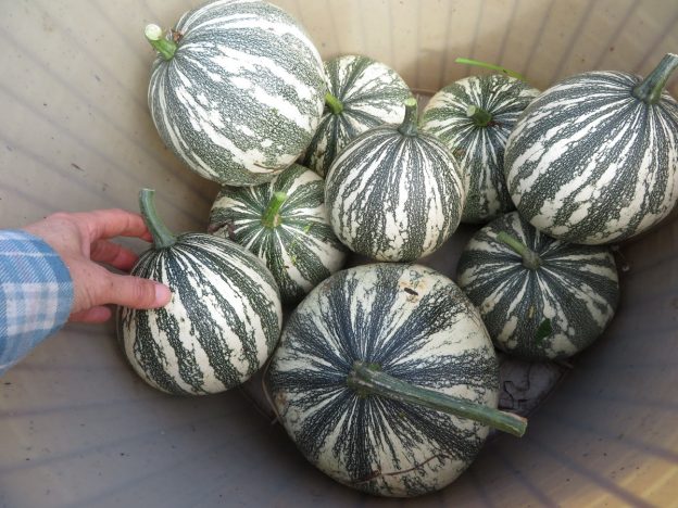 Courge 'Mexican Wild Green'