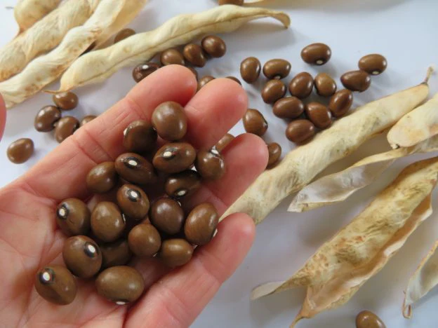 Haricot 'Grain de Café'