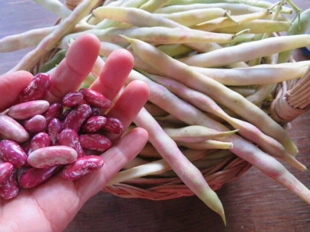 Haricot 'Plein le Panier'