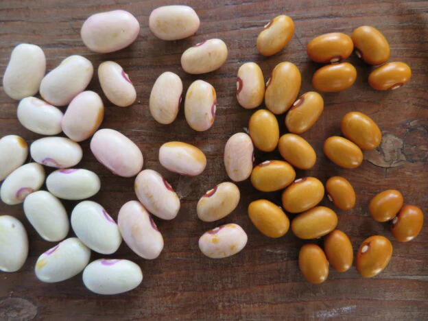 Haricot 'Tabacchino'