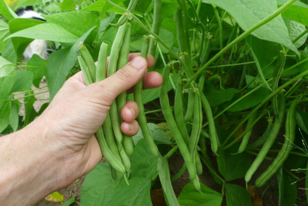 Haricot 'Topcrop'