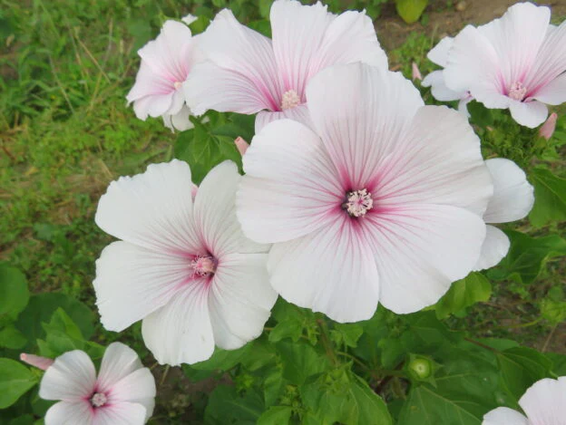 Lavatère 'Pink Blush'