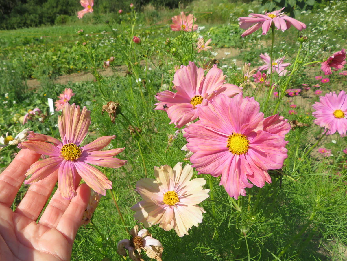 Mélange de cosmos 'Cotton Candy'