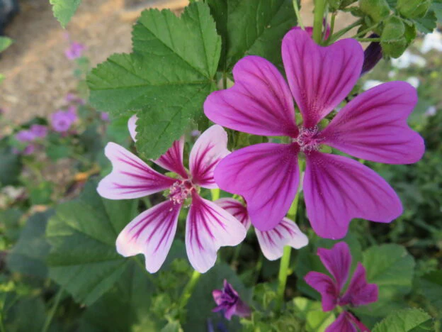 Mélange de mauve 'Zebrina'