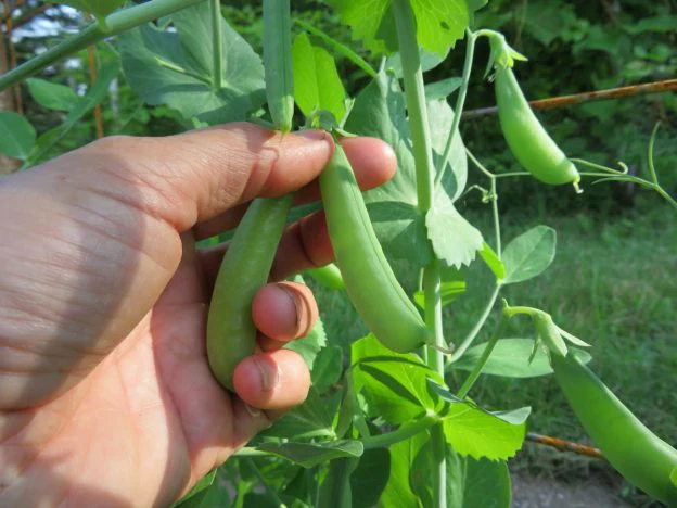Mélange de pois croquants