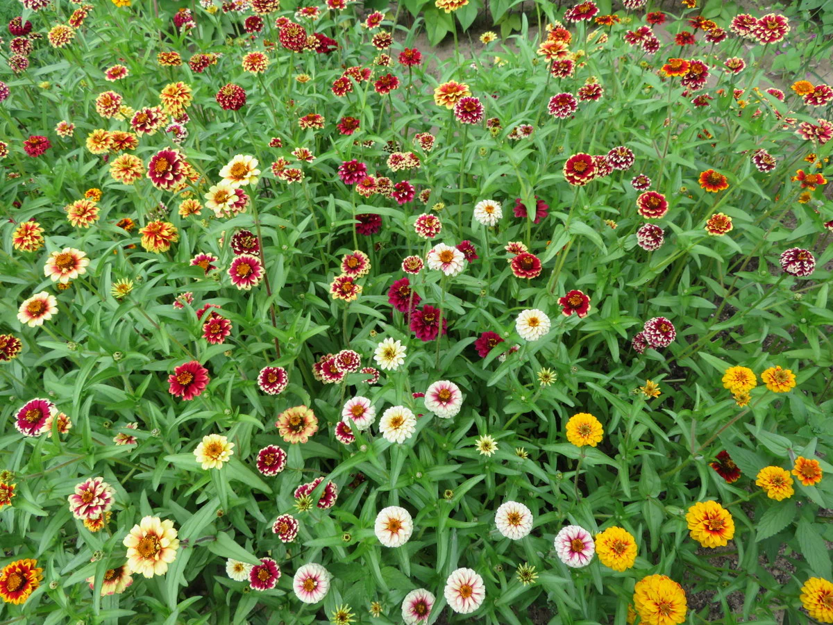 Mélange de zinnia 'Jazzy'