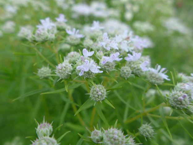 Menthe des montagnes