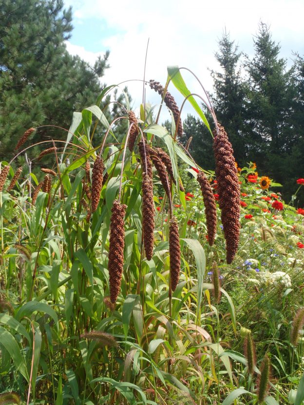 Millet des oiseaux