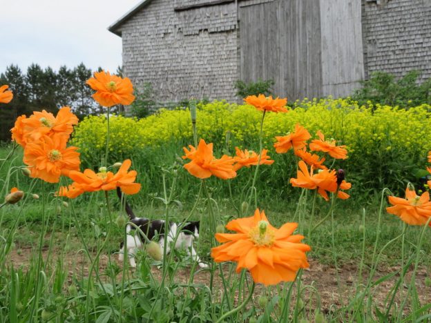 Pavot d'Atlas 'Flore Pleno'