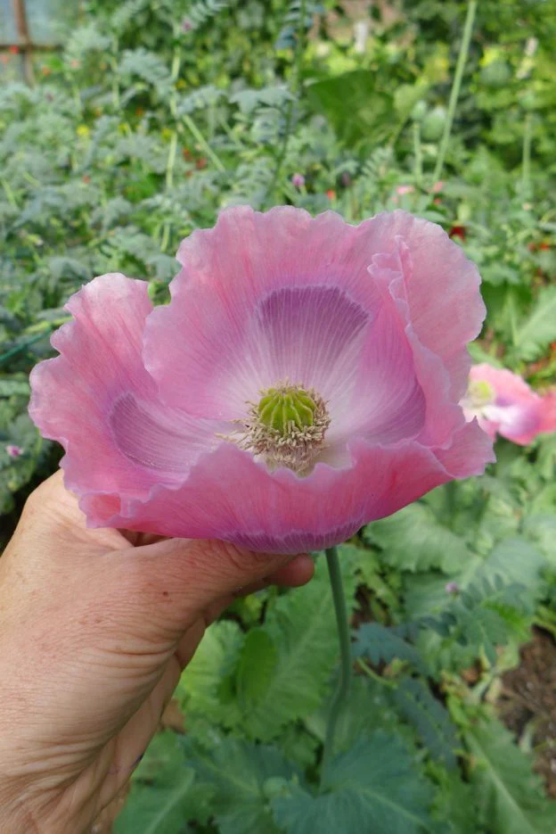 Pavot 'giganthemum'