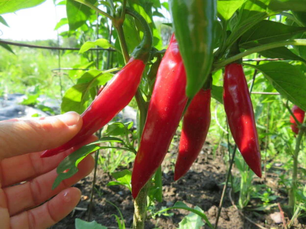 Piment fort 'Balik'