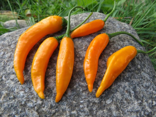 Piment fort 'Criolla Sella'