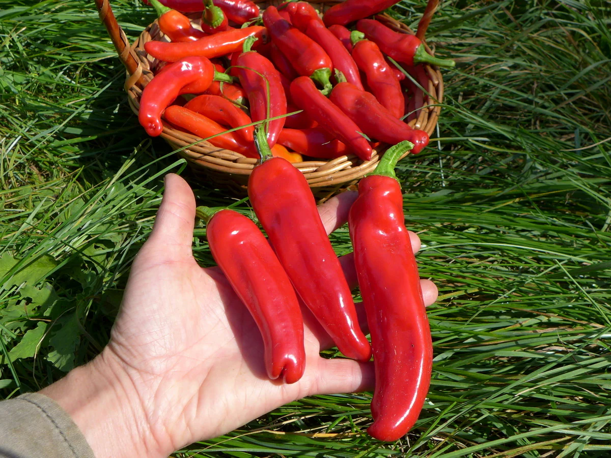 Poivron 'Italianelle'