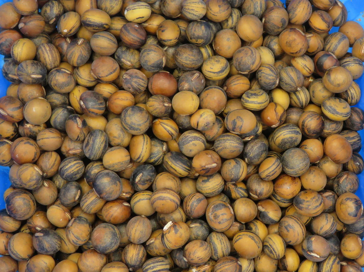 Soya 'Galaxy' - Image 2
