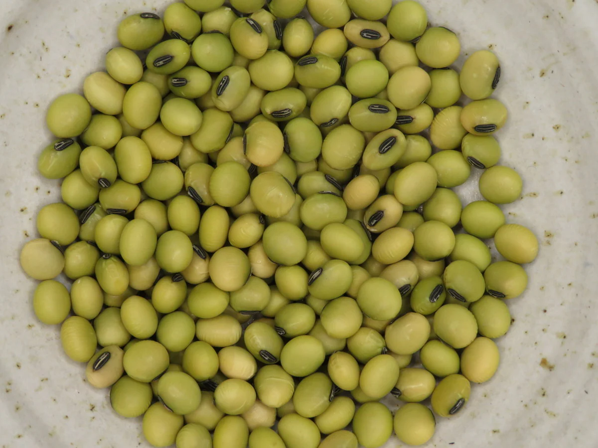 Soya 'Géant vert' - Image 2