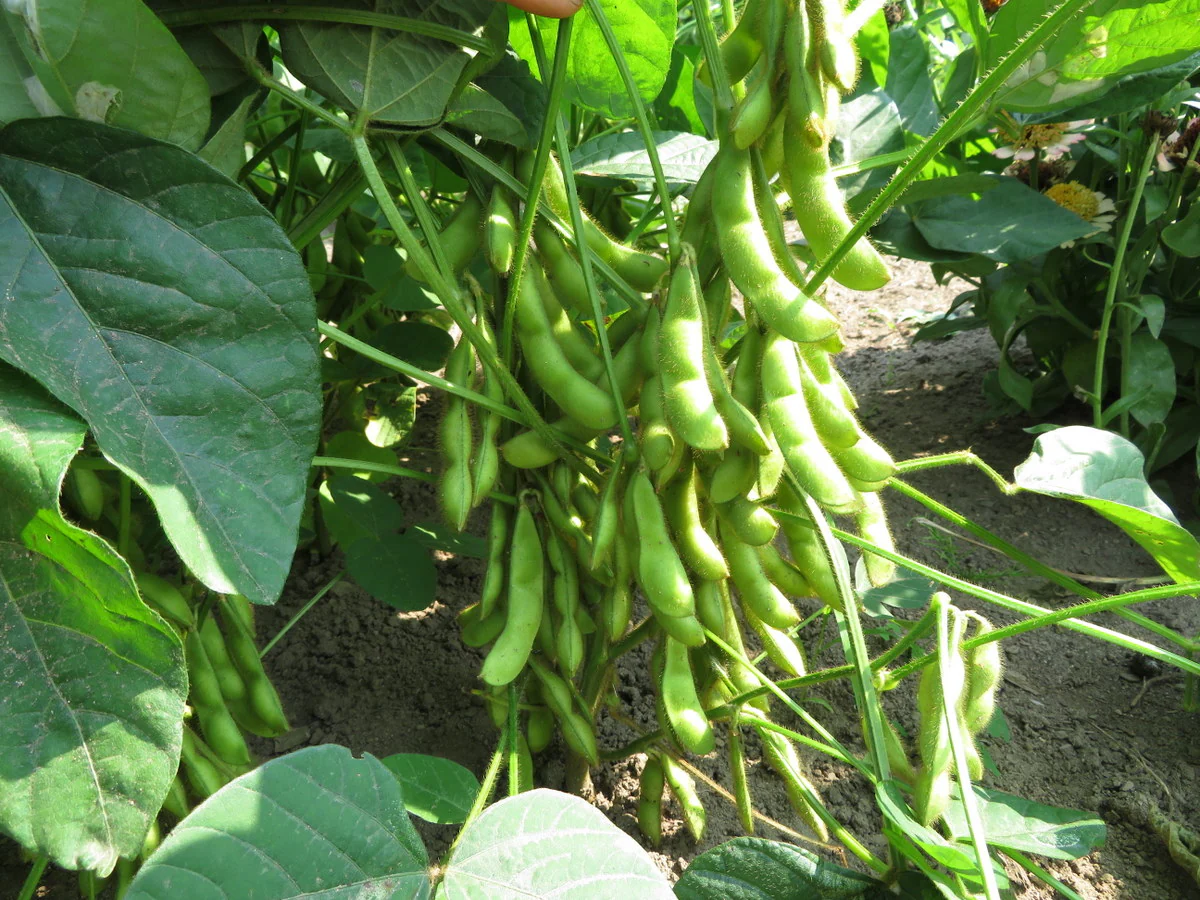 Soya 'Hakucho'