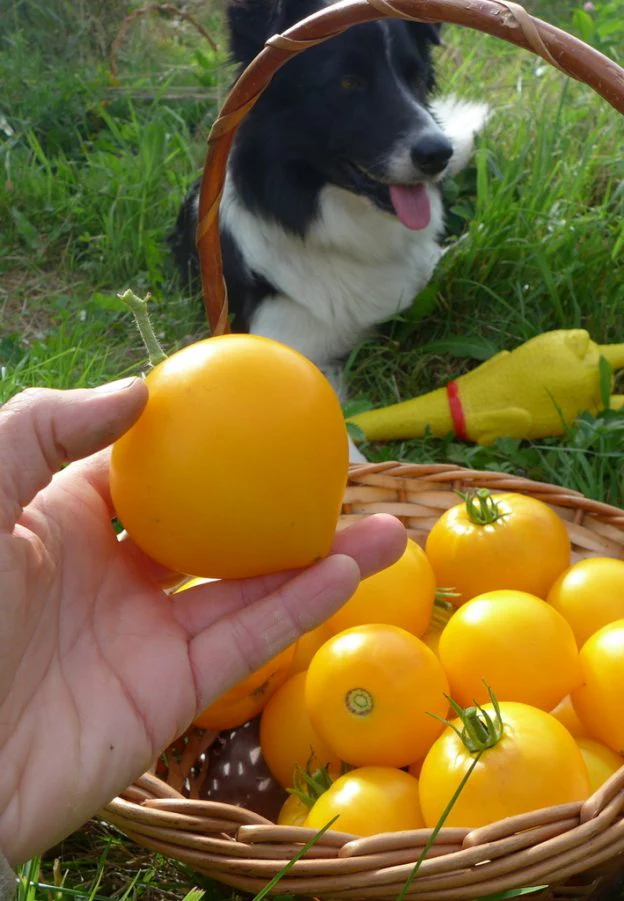 Tomate 'Anna Banana Russian'
