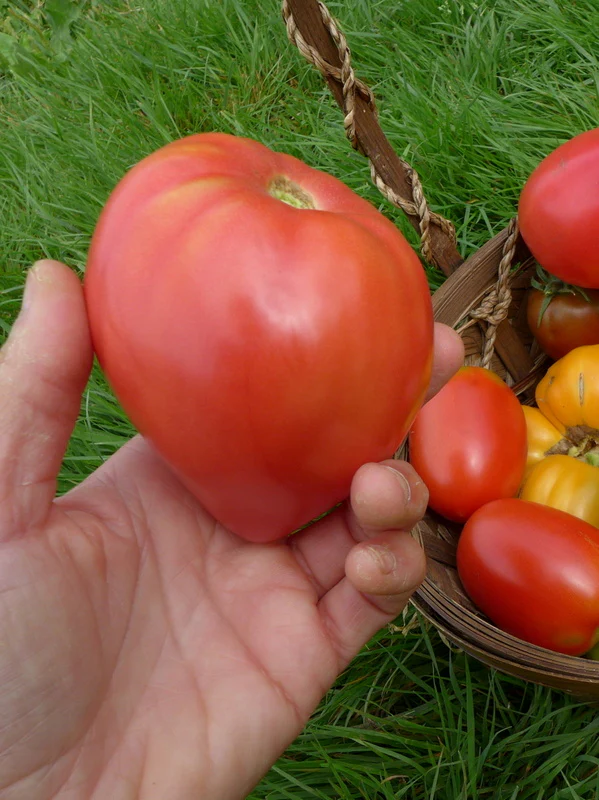 Tomate 'Anna Russian'