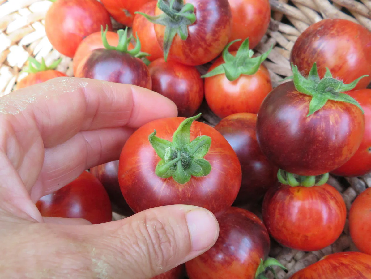 Tomate 'Antho Striped'