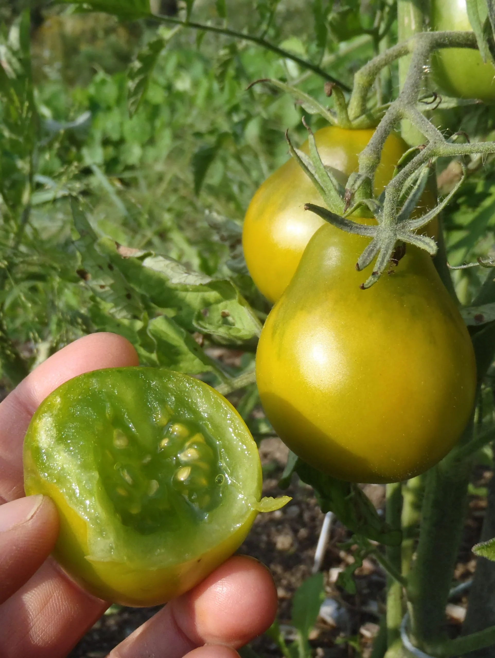 Tomate 'Cherokee Green Pear'