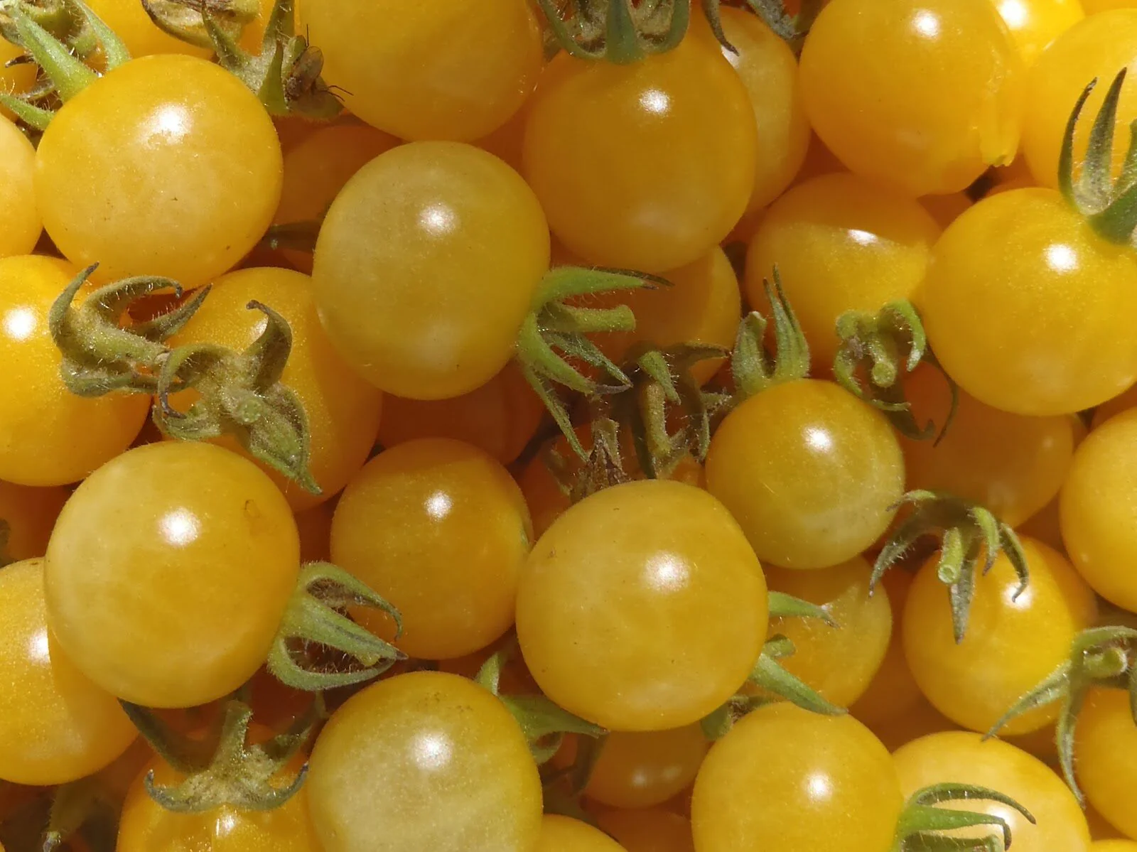 Tomate cerise jaune 'Coyote'
