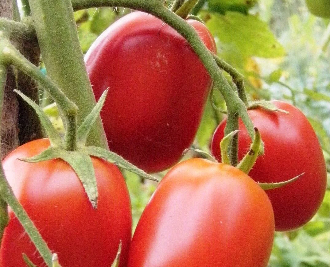 Tomate 'Debarao'