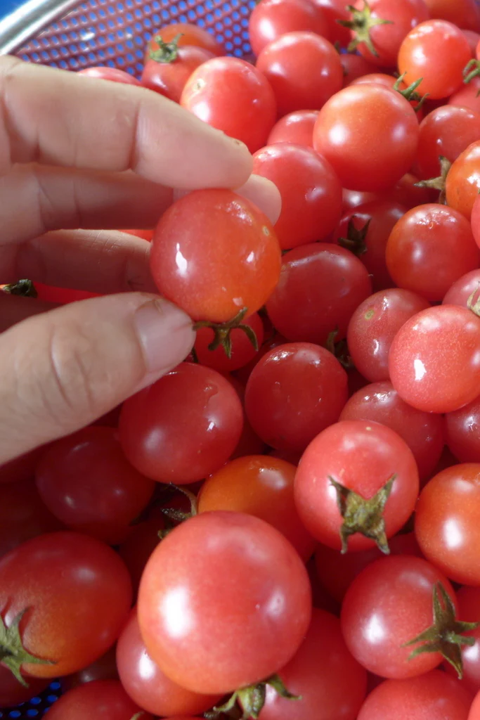 Tomate 'Garden Pearl'